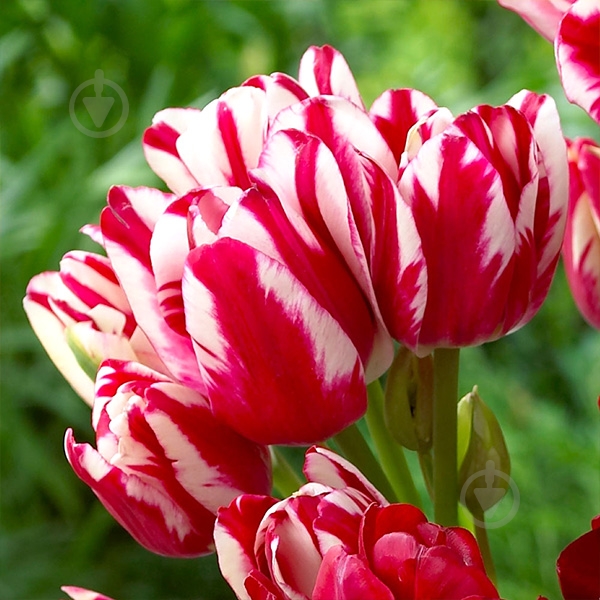 Луковица Тюльпан Flaming Club 3 шт. Яскрава - фото 1 Луковица Тюльпан Flaming Club 3 шт. Яскрава - фото 1