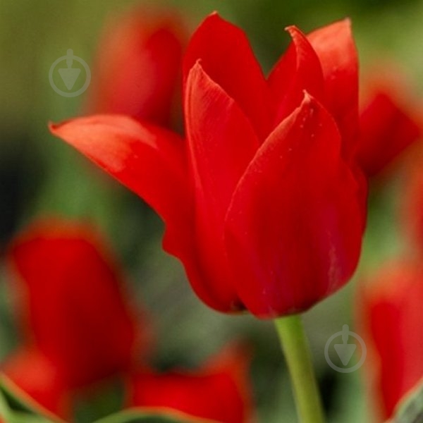 Луковица Тюльпан Ali Baba 3 шт. Яскрава - фото 1 Луковица Тюльпан Ali Baba 3 шт. Яскрава - фото 1