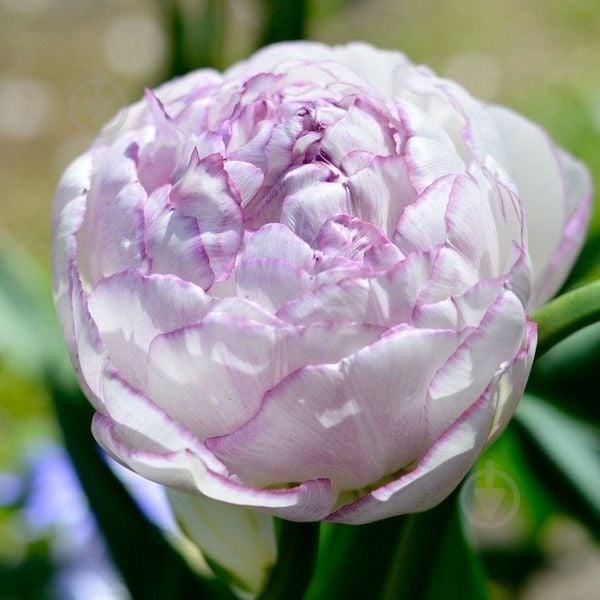 Цибулина Тюльпан Double Touch 3 шт. Яскрава - фото 1 Цибулина Тюльпан Double Touch 3 шт. Яскрава - фото 1