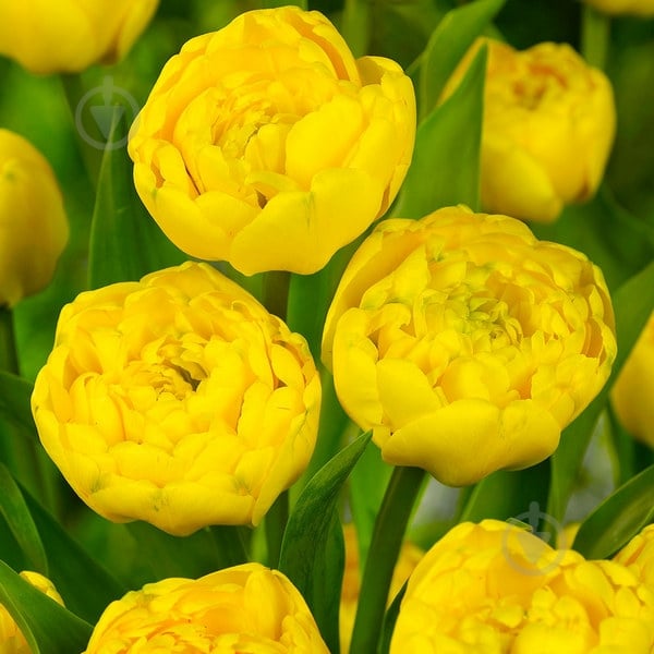 Цибулина Тюльпан Yellow Pomponette 3 шт. Яскрава - фото 1 Цибулина Тюльпан Yellow Pomponette 3 шт. Яскрава - фото 1
