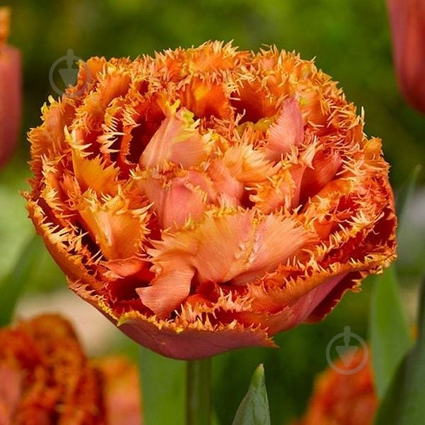 Луковица Тюльпан Sensual Touch 2 шт. Яскрава - фото 1