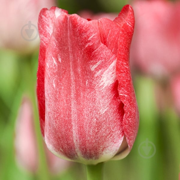 Луковица Тюльпан Hemisphere 3 шт. Яскрава - фото 1 Луковица Тюльпан Hemisphere 3 шт. Яскрава - фото 1