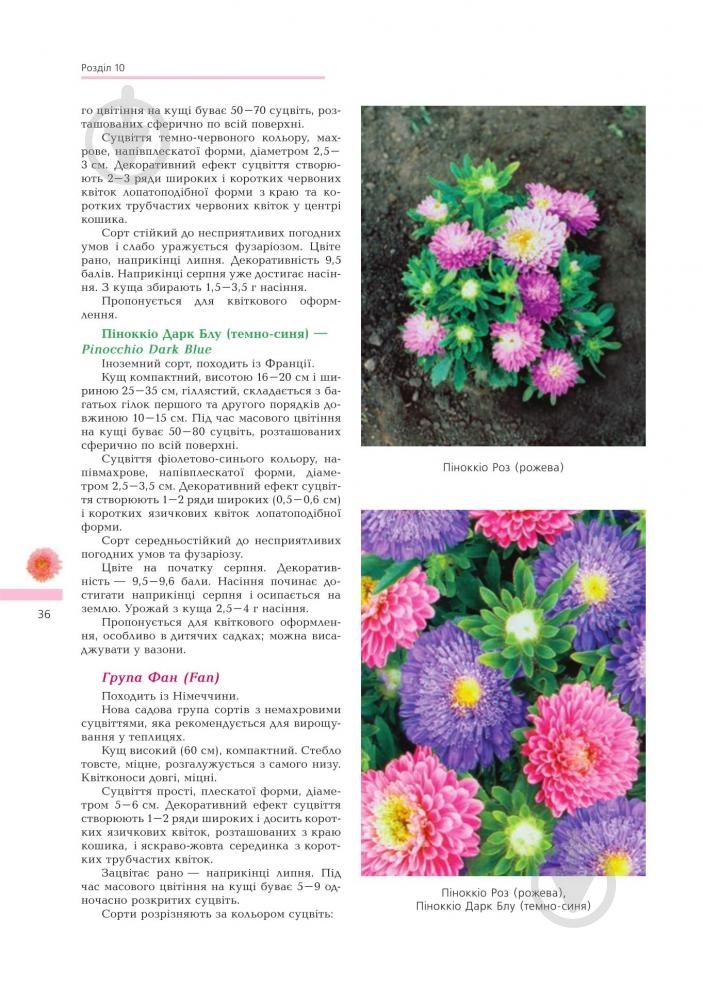 Книга Владимир Черняк «Астры Биологические особенности Выращивания Використання Сорта (М)» 978-966-10-1448-9 - фото 2