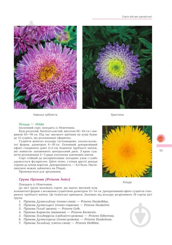 Книга Владимир Черняк «Астры Биологические особенности Выращивания Використання Сорта (М)» 978-966-10-1448-9 - фото 8