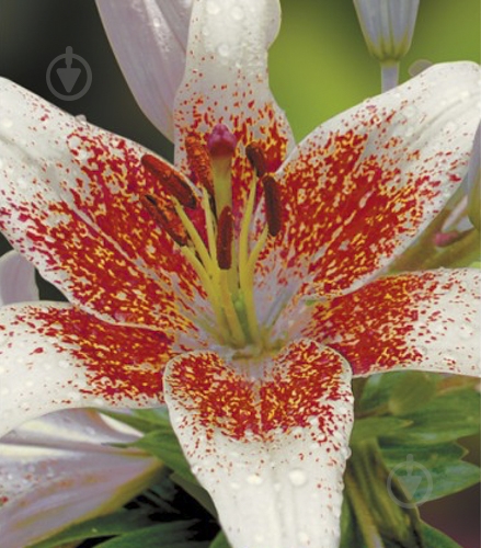 Луковица Яскрава Лилия LA гибрид Cecil 1 шт. - фото 1