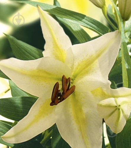 Луковица Яскрава Лилия LA гибрид Freya 1 шт. - фото 1