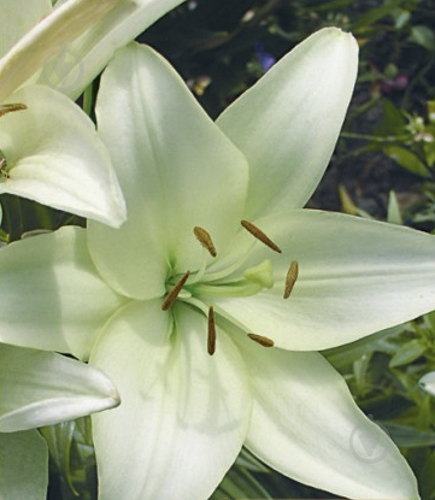 Луковица Яскрава Лилия LA гибрид Kelso 1 шт. - фото 1