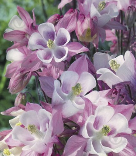 Корневище Яскрава Аквилегия Biedermeier 1 шт. - фото 1