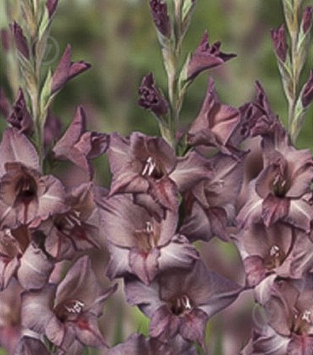 Цибулина Яскрава Гладіолус Сhocolate 3 шт. - фото 1 Цибулина Яскрава Гладіолус Сhocolate 3 шт. - фото 1