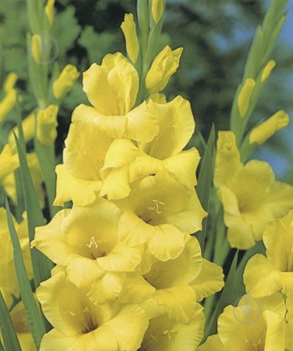 Луковица Яскрава Гладиолус Morning Gold 3 шт. - фото 1