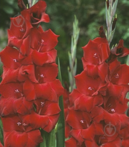 Луковица Яскрава Гладиолус Oscar 3 шт. - фото 1