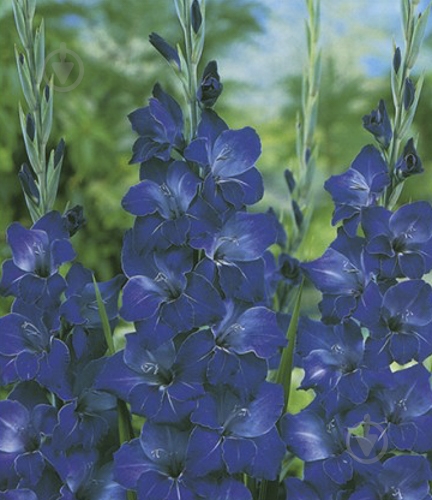 Луковица Яскрава Гладиолус Violetta 3 шт. - фото 1 Луковица Яскрава Гладиолус Violetta 3 шт. - фото 1