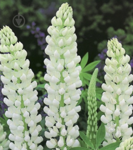 Кореневище Яскрава Люпин Noble Maiden 1 шт. - фото 1 Кореневище Яскрава Люпин Noble Maiden 1 шт. - фото 1