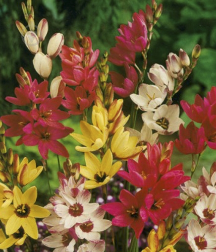 Луковица Яскрава Иксия Смесь 7 шт. - фото 1 Луковица Яскрава Иксия Смесь 7 шт. - фото 1