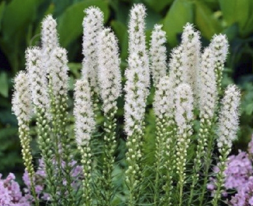 Луковица Яскрава Лиатрис Белый 3 шт. - фото 1