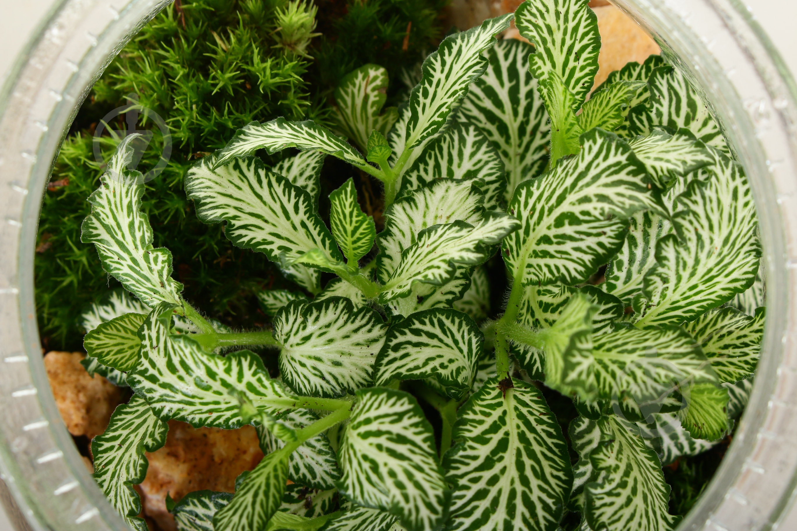 Тераріум у пляшці 16х20 см - фото 4