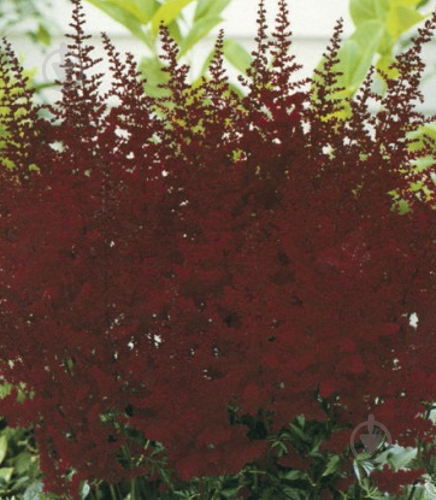 Корневище Яскрава Астильба Etna 1 шт. - фото 1