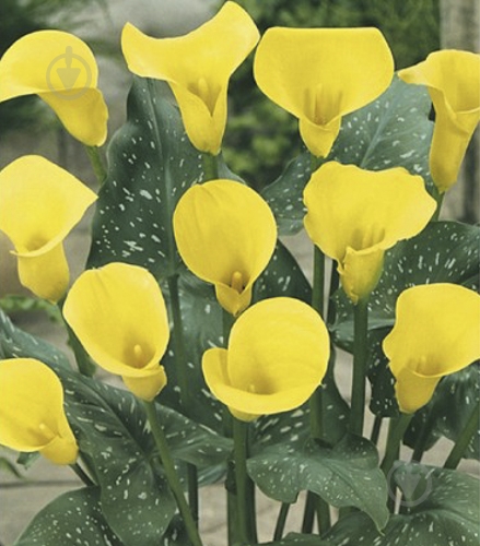 Луковица Яскрава Калла Cameo 1 шт. - фото 1