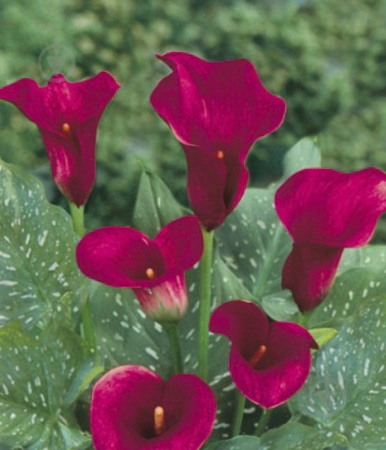 Луковица Яскрава Калла Majestic Red 1 шт. - фото 1 Луковица Яскрава Калла Majestic Red 1 шт. - фото 1