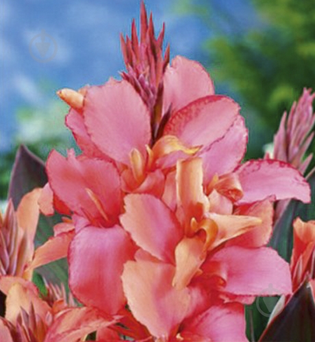 Луковица Яскрава Калла Schwarzwalder 1 шт. - фото 1