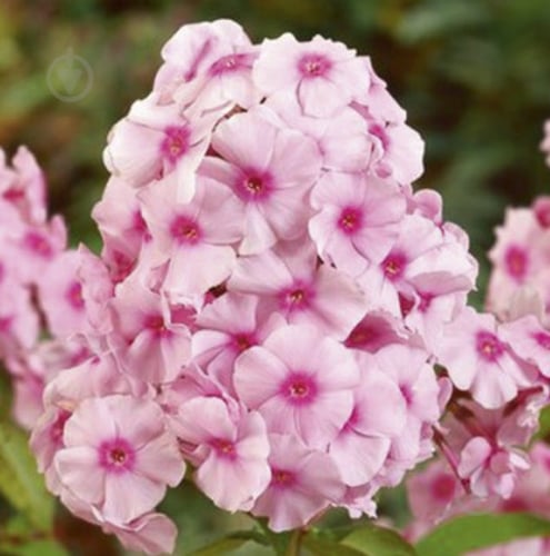 Корневище Яскрава Флокс Bright eyees 1 шт. - фото 1