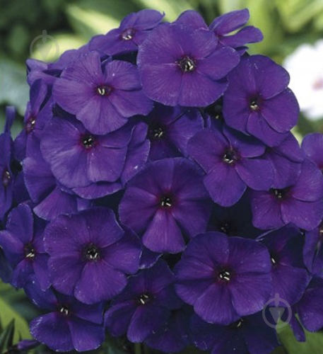 Корневище Яскрава Флокс Nicky 1 шт. - фото 1 Корневище Яскрава Флокс Nicky 1 шт. - фото 1