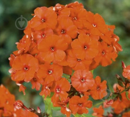 Корневище Яскрава Флокс Orange Perfection 1 шт. - фото 1