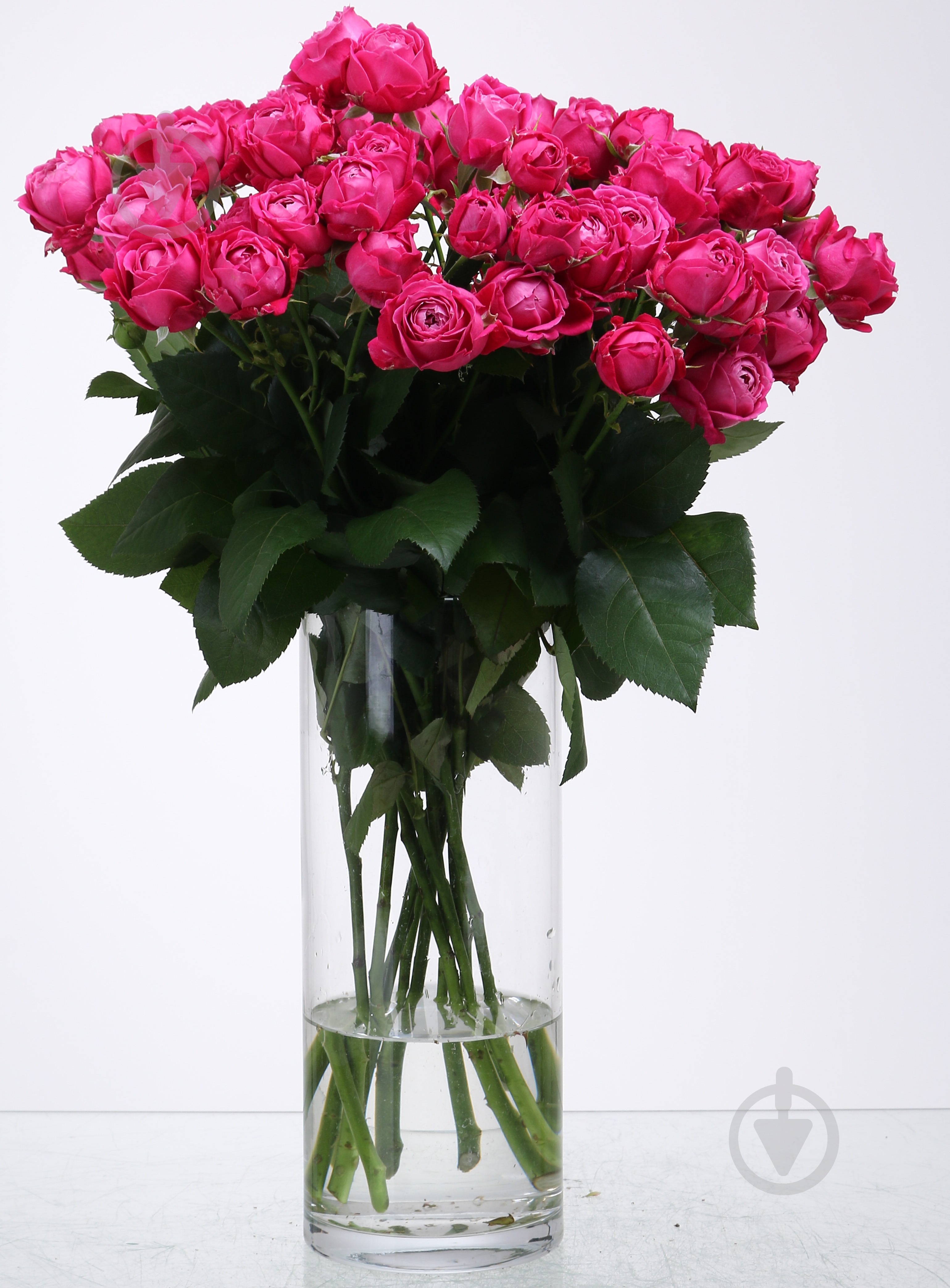 Троянда Марвелоус Баблз спрей (кущова) піоновидна 55 см малинова (Україна) - фото 3