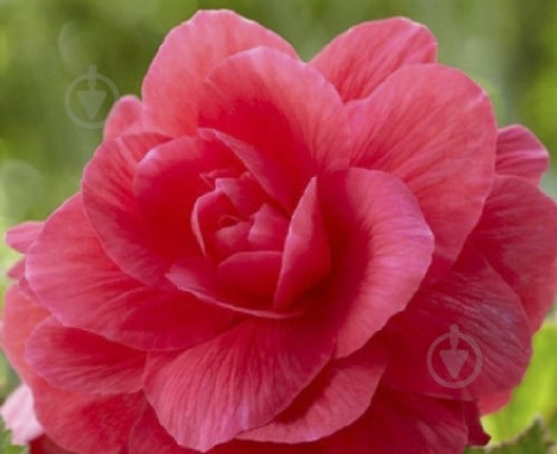 Цибулина Яскрава Бегонія повна Рожева 1 шт. - фото 1