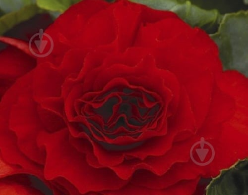 Луковица Яскрава Бегония полная красная 1 шт. - фото 1