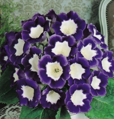 Луковица Яскрава Глоксиния Hollywood 1 шт. - фото 1