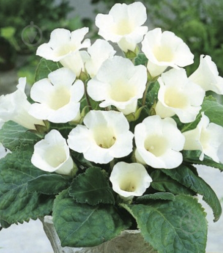 Луковица Яскрава Глоксиния Mont Blanc 1 шт. - фото 1