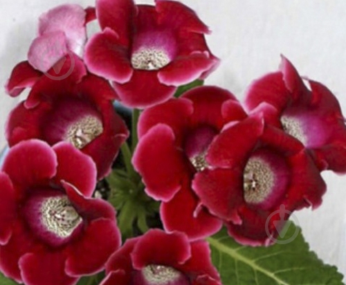 Луковица Яскрава Глоксиния Roi de rouge 1 шт. - фото 1