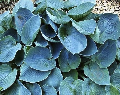 Кореневище Яскрава Хоста Blue Cadet 1 шт. - фото 1