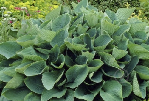 Корневище Яскрава Хоста Sieboldiana 1 шт. - фото 1