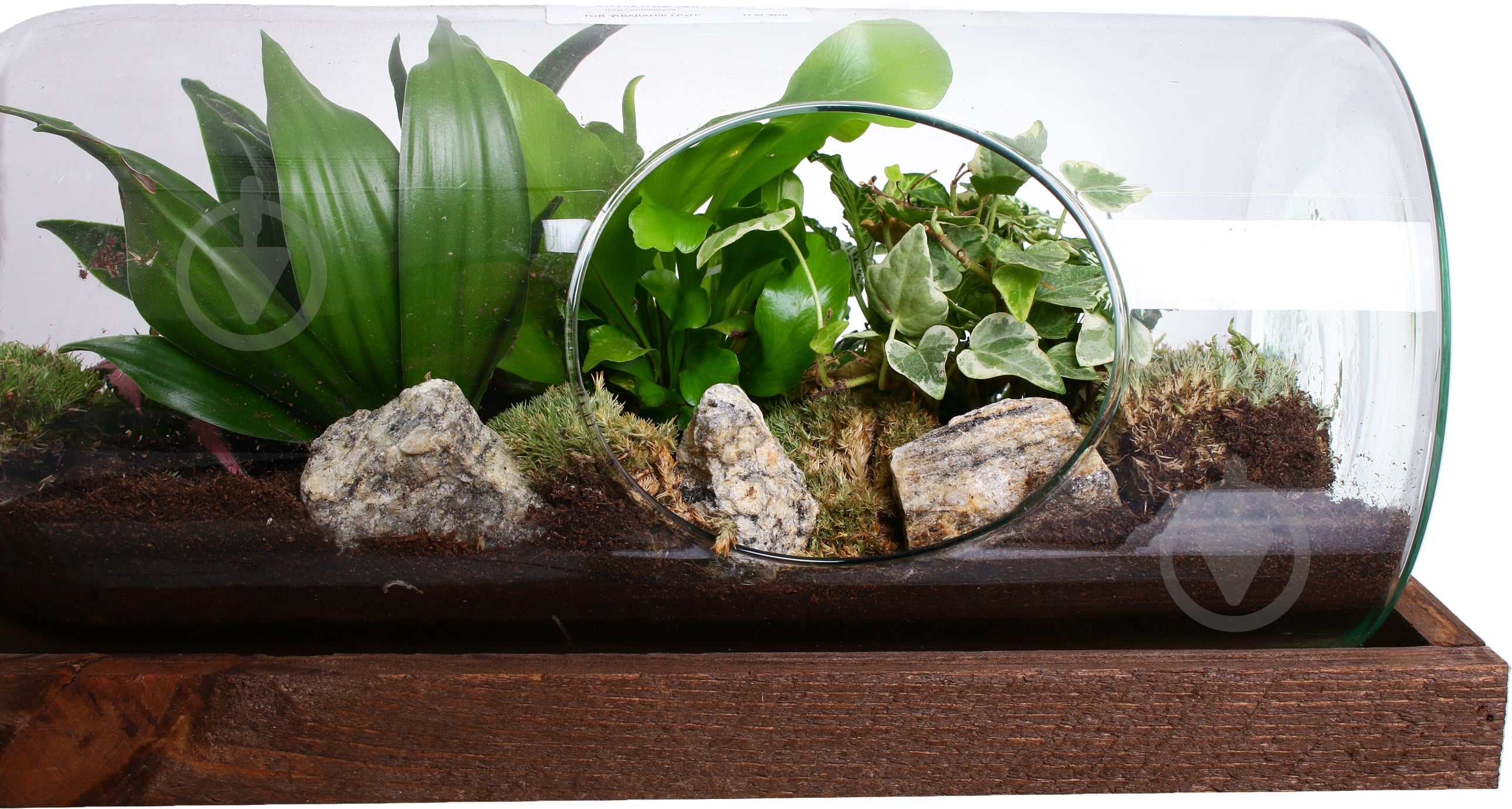 Тераріум в пляшці горизонтальній 48х20 см - фото 3