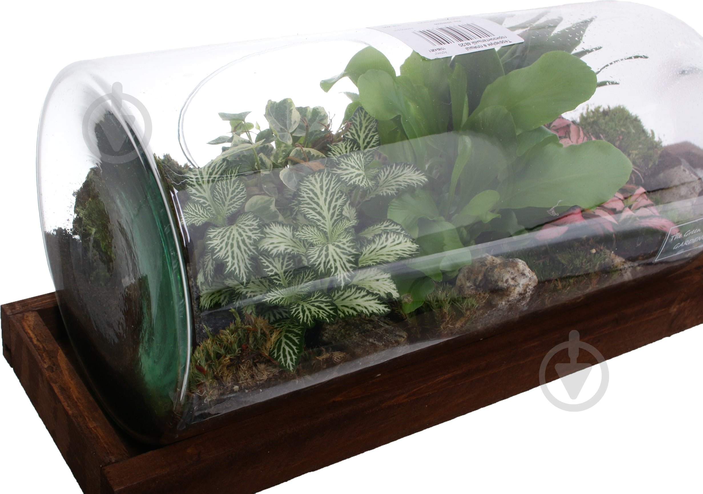 Тераріум в пляшці горизонтальній 48х20 см - фото 6