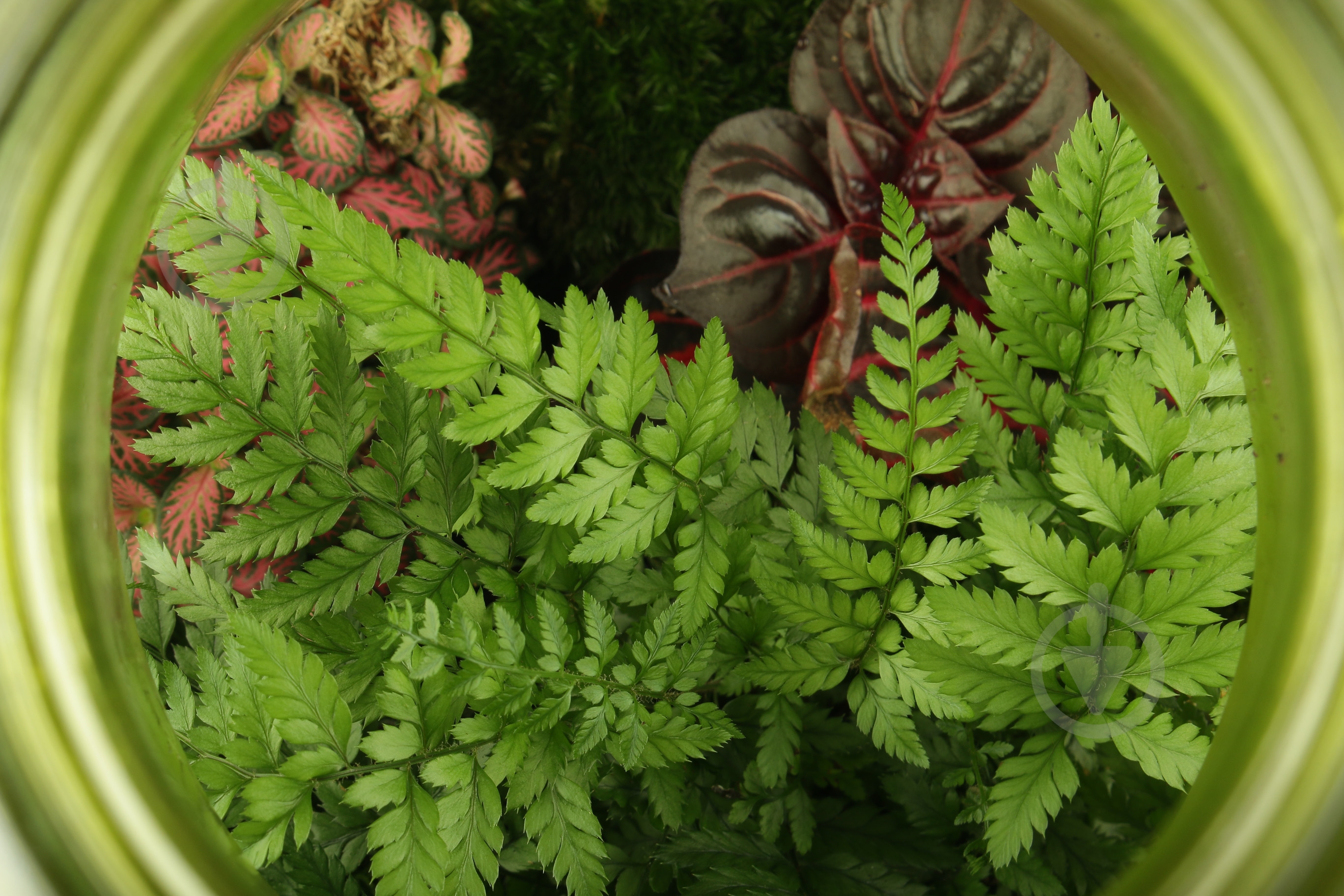 Террариум в лампе 24x40 см - фото 4 Террариум в лампе 24x40 см - фото 4