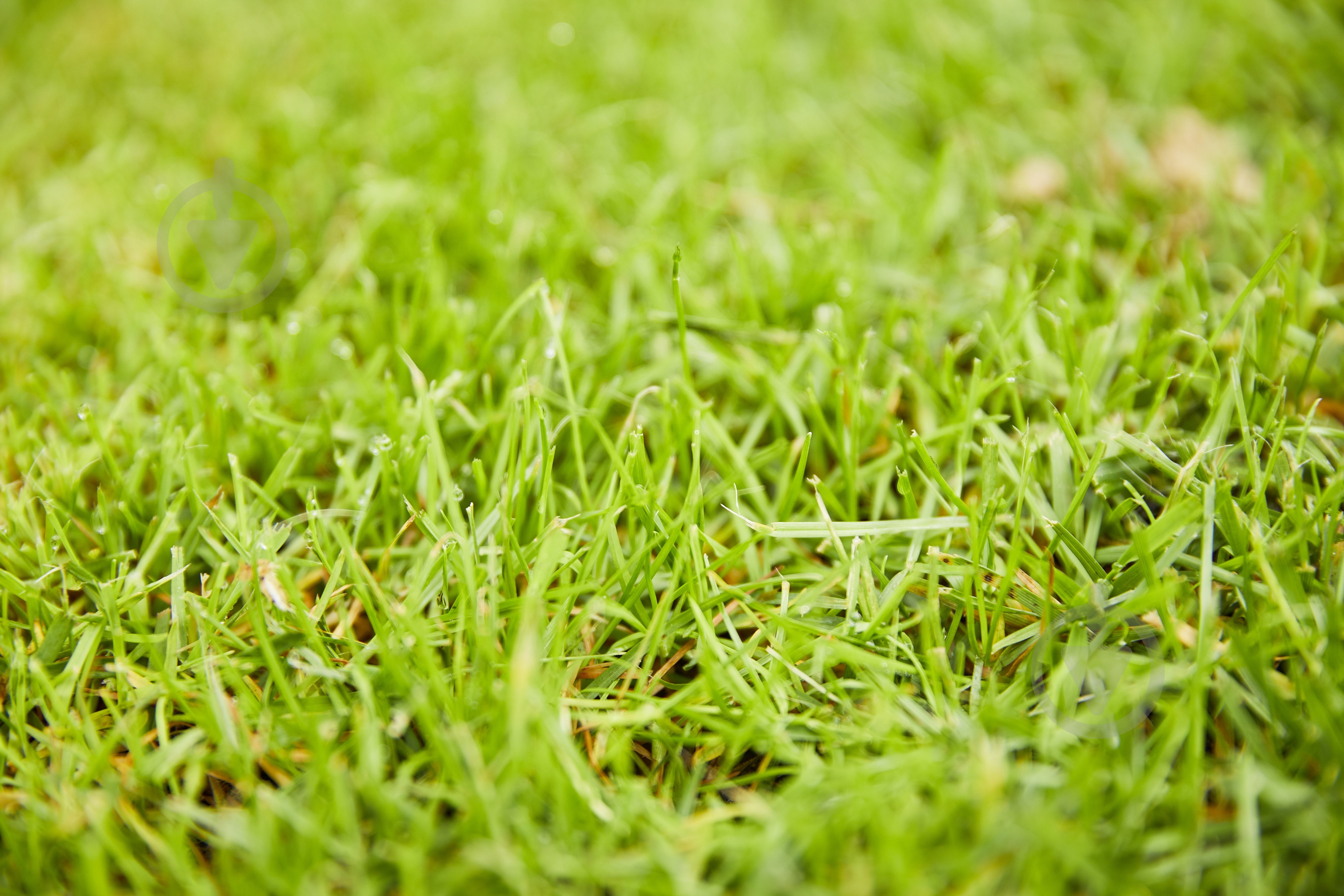 Удобрение для газонов Compo длительного действия 2кг - фото 13 Удобрение для газонов Compo длительного действия 2кг - фото 13