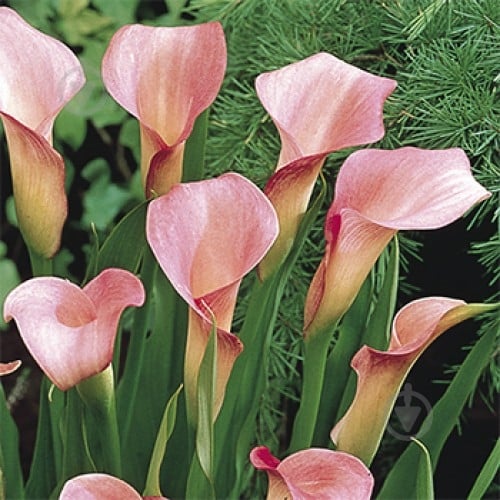 Луковица Яскрава Калла Crystal Blush 1 шт. - фото 1 Луковица Яскрава Калла Crystal Blush 1 шт. - фото 1