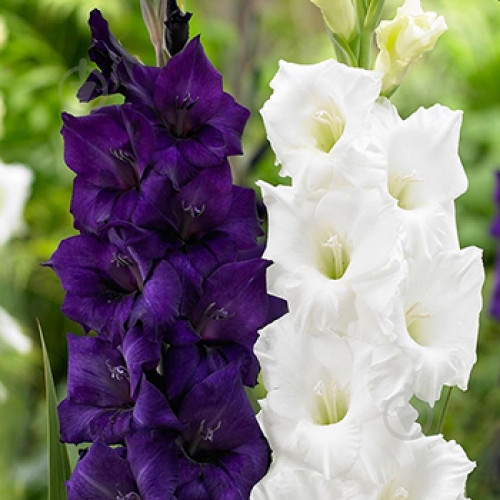 Луковица Яскрава Гладиолус Black Velvet 3 шт. - фото 1