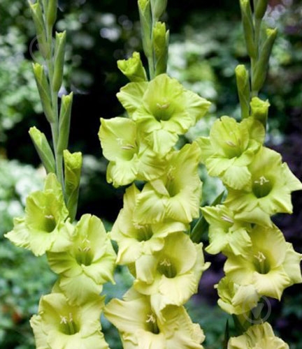 Луковица Яскрава Гладиолус Mystic Green 3 шт. - фото 1