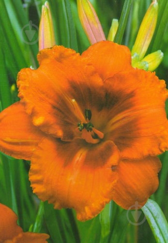 Корневище Яскрава Лилейник Tigger 1 шт. - фото 1 Корневище Яскрава Лилейник Tigger 1 шт. - фото 1