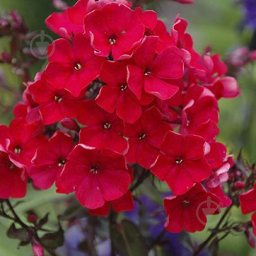 Корневище Яскрава Флокс Starfire 1 шт. - фото 1 Корневище Яскрава Флокс Starfire 1 шт. - фото 1