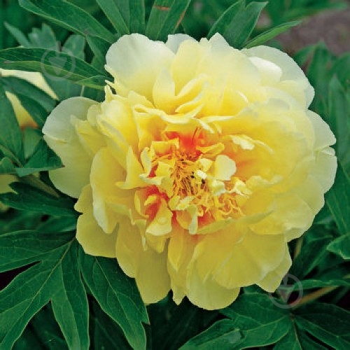 Корневище Яскрава Пион Bartzella 1 шт. - фото 1 Корневище Яскрава Пион Bartzella 1 шт. - фото 1