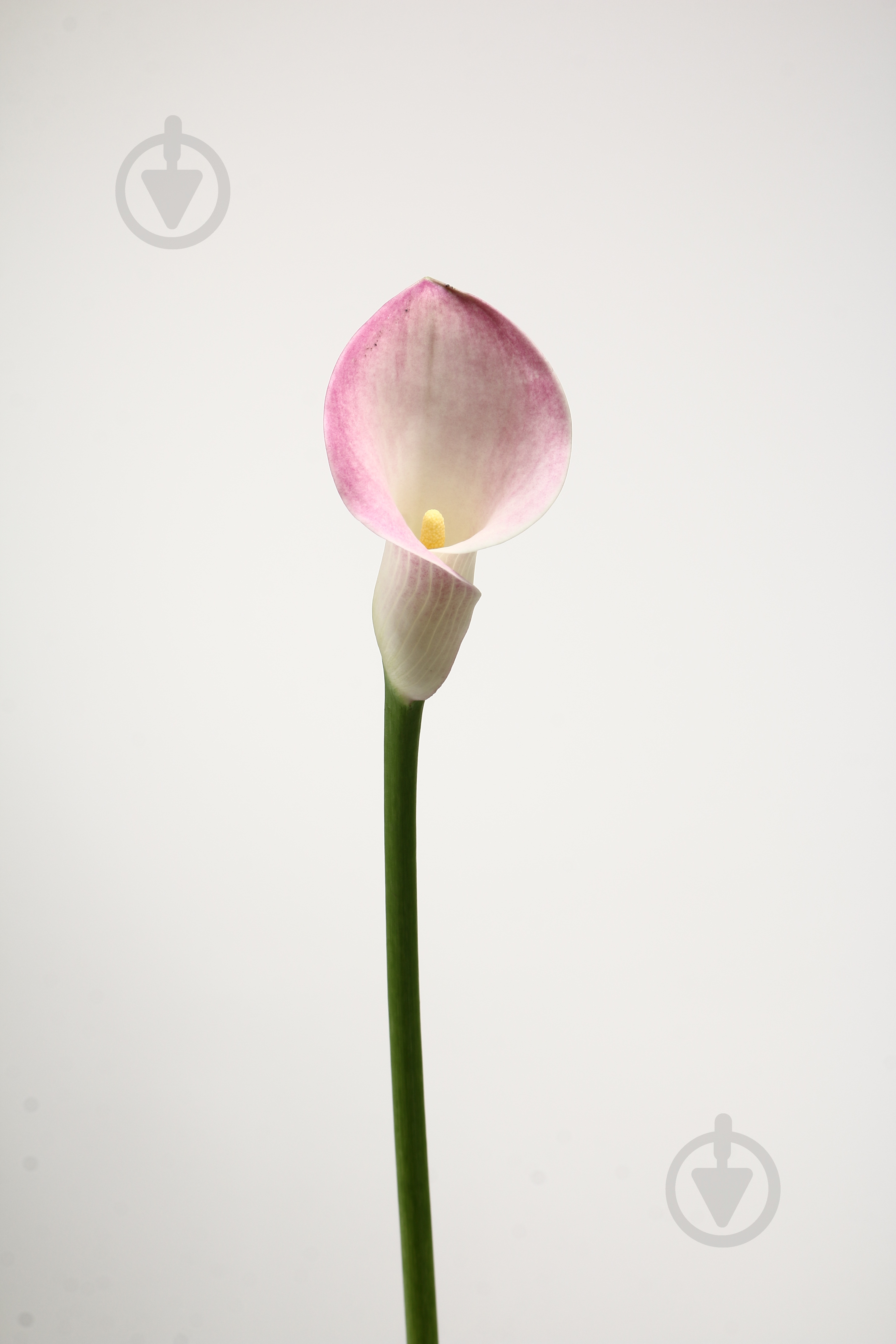 Калла Pink Design 70 см розовая (Нидерланды) - фото 1 Калла Pink Design 70 см розовая (Нидерланды) - фото 1