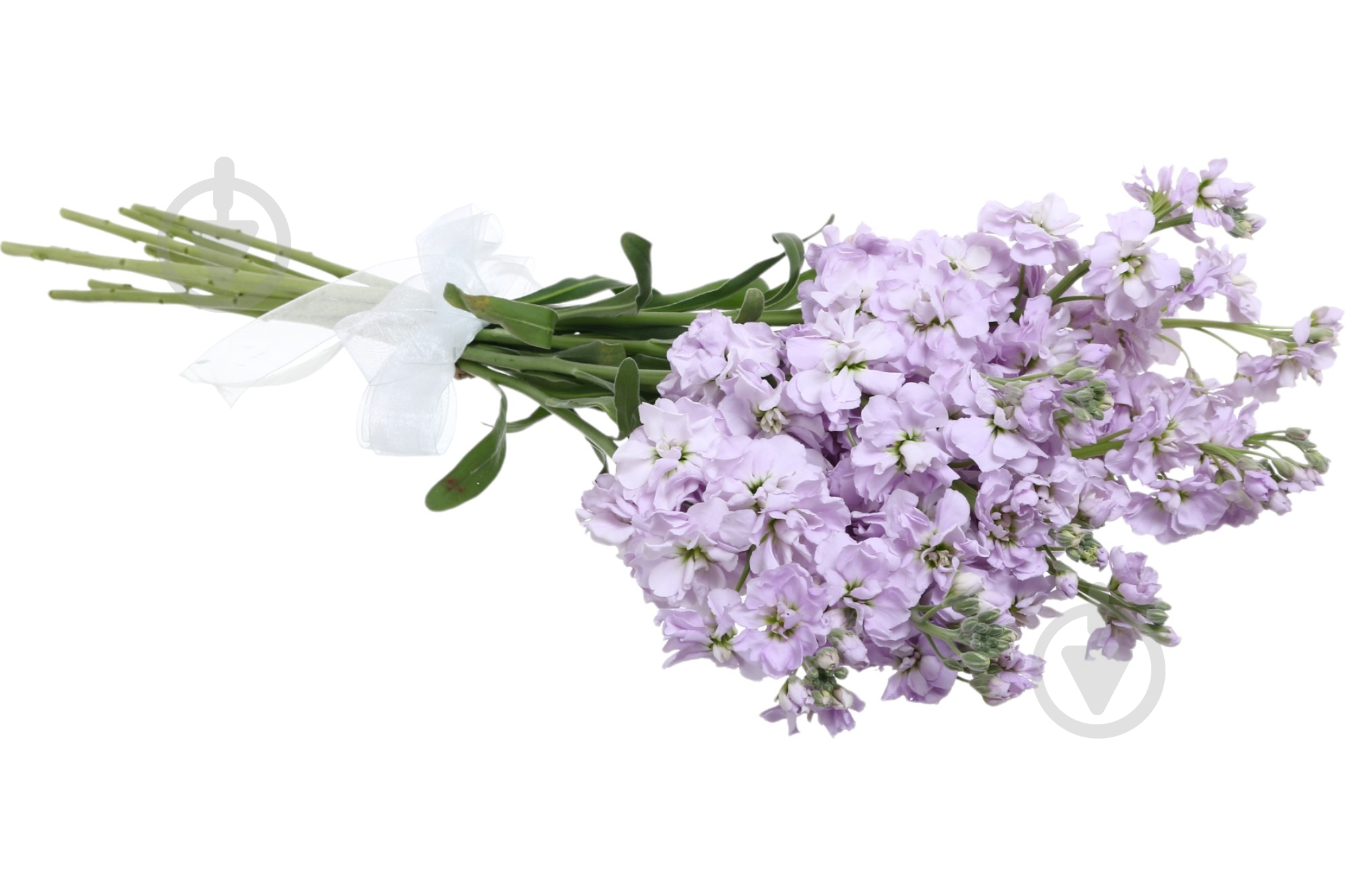 Матіола Figaro фіолетовий - фото 4