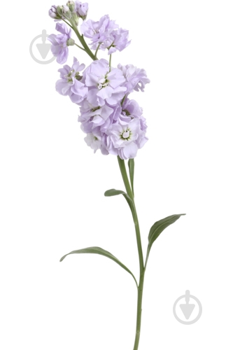 Матіола Figaro фіолетовий - фото 6