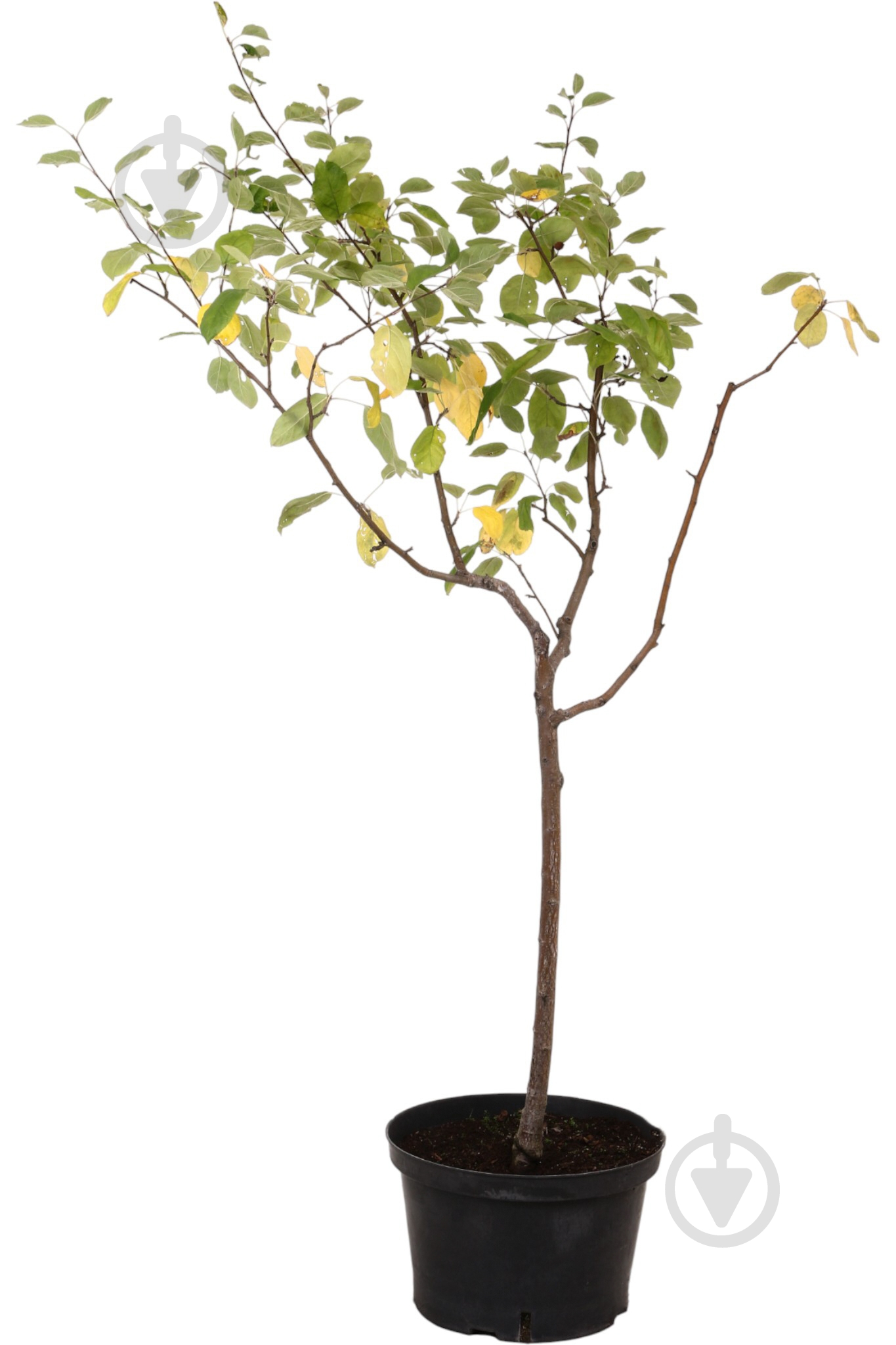 Саженец Яблоня в ассортименте 5 р (L.25) - фото 1 Саженец Яблоня в ассортименте 5 р (L.25) - фото 1