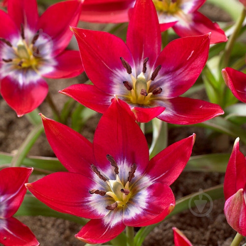 Луковица Яскрава Тюльпан Ботанический Tiny Timo 5 шт. - фото 1